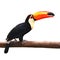 Toucan Toco bird