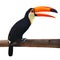 Toucan Toco bird