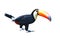 Toucan Toco bird