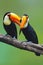 Toucan Toco bird