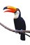 Toucan Toco bird