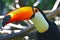 Toucan Toco bird