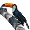 Toucan Toco bird