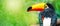 Toucan Toco bird sitting on a branch of the tree in rainforest