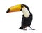 Toucan toco, Ramphastos toco, isolated