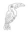 Toucan tropical bird. Editable outline stroke. Vector line illustration.