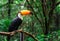 Toucan tropical bird in natural wildlife environment in rainforest jungle