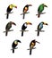 Toucan Varieties