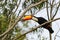 Toucan watching on a tree branch in the wild