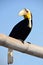 Toucan with white beak resting on a bamboo pole