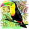Toucan Wild Bird from Amazon Rainforest