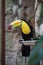 Toucan at Xcaret Park, Mexico