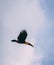 Toucan with yellow beak flying in sky