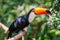 Toucano Toco - Tucano Toko bird isolated, scientific name Ramphastos toco, wild Toco Toucan in Parque das Aves, Brasil - Birds