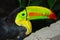 Toucans