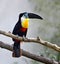 Toucans