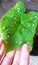 Touch Fresh Caladium Leaf