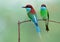 Touch of nature with beautiful green and blue bird together perching on thin branch over blur background