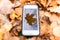 Touch phone on a background of autumn leaves on the grass.silhouette maple leaf on touch screen