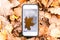 Touch phone on a background of autumn leaves on the grass.silhouette maple leaf on touch screen