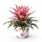 A Touch of Pink: Aechmea Bromeliad on Simple White Canvas