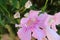 Touch of summer. Snowdrop pink flower, covered with rain drops.