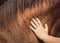 The touch of a woman`s hand on the neck of a red horse