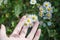 Touching daisy flowers with hands, while being on meadow