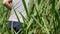 Touching grass field outdoors. farmer hand background