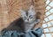 Touching little grey kitten, british cat feline young