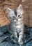 Touching little grey kitten, british cat feline young