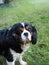 Touching look of a little Cavalier King Charles riding in the countryside