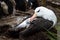 Touching moment with Black-Browed Albatross chick under adultâ€™s wing on mud and grass nest, Albatross and Penguin rookery, Falkl