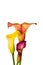 Touching trio of red yellow orange calla blossoms on white background