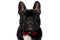 Tough French Bulldog puppy wearing bowtie looking forward