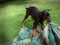 Tough little soldier. A cute puppy pulling on an army blanket in the garden.