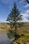 A tough pine grows on the edge of a rock. It is a sunny day.