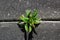 A tough plant grows in a crack on a street