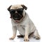 Tough Pug puppy wearing sunglasses and bowtie, being cool