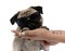 Tough pug wearing sunglasses and leaning on a woman hand