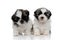 Tough Shih Tzu cubs frowning and looking forward