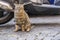 Tough Street Cat of Rome 2