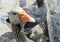 Toulouse big French goose domestic beautiful bird zoo animal orange beak large feathers farm live background