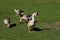 Toulouse and chinese domestic geese on the green meadow