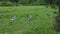 Toulouse French Geese in Pasture with Horses