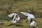 Toulouse geese resting on the ground.