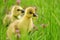 Toulouse goslings