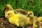 Toulouse goslings