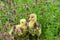 Toulouse goslings