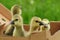 Toulouse goslings in a box